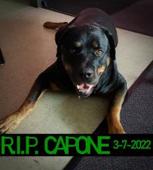 Meet Capone